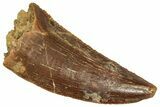 Serrated Raptor Tooth - Real Dinosaur Tooth #371482-1